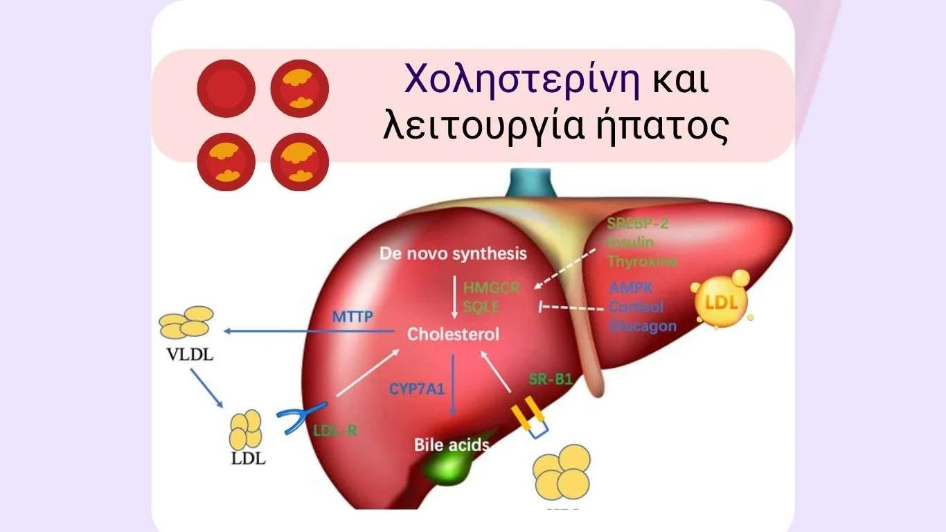 Συνθεση VLDL λιπορρωτεινων Ιστότοπος blog